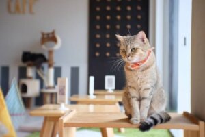 猫カフェ開業に必要な資格とは？経営する際、注意すべきポイントを解説
